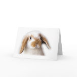 Holland Lop Greeting Card