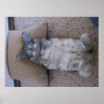 holland lop laying down poster