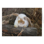 Holland Lop Notecard