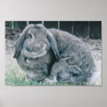 Holland Lop Rabbit posters
