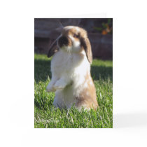 Holland Lop Standing up Greeting Cards