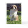 Holland Lop Standing up Greeting Cards