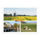 Holland Windmill Tulips Amsterdam Dutch Landscape Post Card