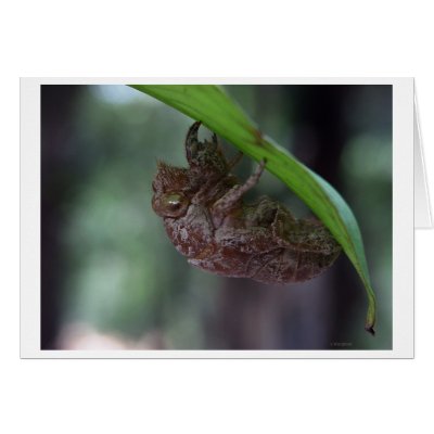 hollow bug greeting card by blacqbook