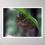 hollow bug posters