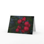 Holly Berries cards