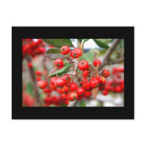 Holly Berries Postcard