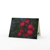 Holly Berries Seasons Greetings