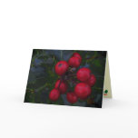Holly Berries Seasons Greetings cards