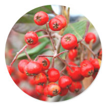 Holly Berries Sticker