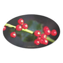 holly berry macro, oval