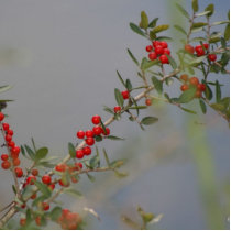 Holly berry stem against grey background