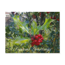 Holly Postcard