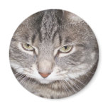 Holly the Cat Magnet