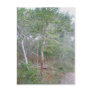 Holly Tree Bark OBX Buxton Nature Trail Post Cards