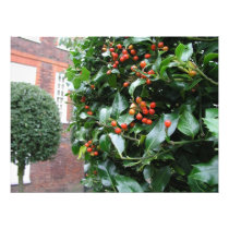 Holly tree art photo