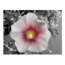 Hollyhock on Ile de Re, France Post Cards