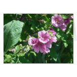 Hollyhocks - Blank Card