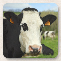 Holstein cattle beverage coasters