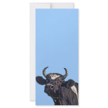 Holstein Cattle Gift rack cards