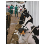 Holstein cattle show flyers
