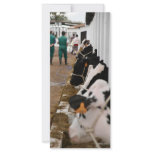 Holstein cattle show rack cards