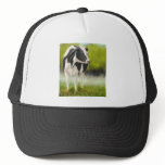 Holstein Cow in Pasture hats