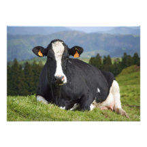 Holstein cow invites