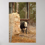 holstein cow print nb