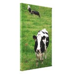 Holstein cow stretched canvas print