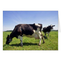 Holstein Dairy Cattle Greeting Card