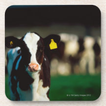 Holstein-Friesian calf Beverage Coasters
