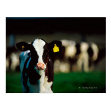 Holstein-Friesian calf Postcards