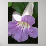 Home and Garden ~ Lavender Trumpet Vine Poster