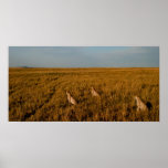 Home of the Three Brothers posters
