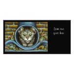 Homeless kitty hiding in a rain pipe photo cards