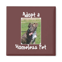 Homeless Pet Magnet