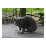 Homeless Tom Cat Greeting Cards