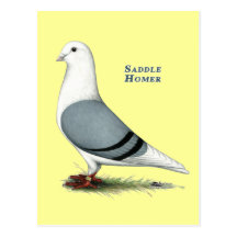 Homer Blue Saddle Post Card