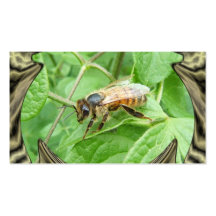 Honey Bee ~ biz card Business Cards