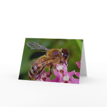 Honey Bee Greeting Cards