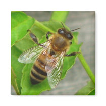 Honey Bee Magnets