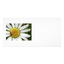 Honey Bee on a Daisy