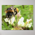 Honey Bee on Clover posters