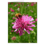 Honey bee on pink flower cards