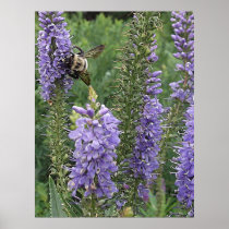 Honey Bee on Purple Flower 2 Posters