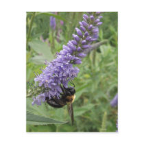 Honey Bee on Purple Flower Post Card