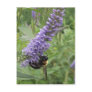 Honey Bee on Purple Flower Post Card