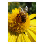 Honey bee on yellow sunflower colour daisy cards