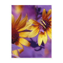 Honey Bee Postcard
